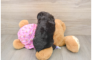 Energetic Aussiepoo Poodle Mix Puppy