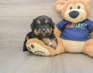8 week old Mini Aussiedoodle Puppy For Sale - Premier Pups