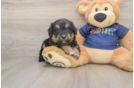 Best Mini Aussiedoodle Baby