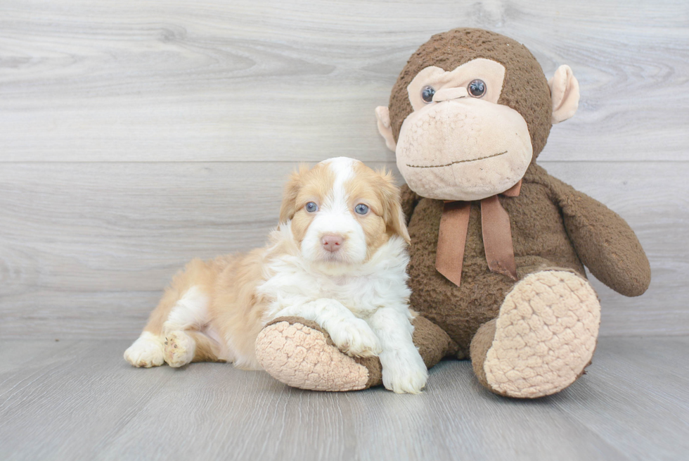 Playful Aussiepoo Poodle Mix Puppy