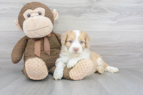 Cute Mini Aussiedoodle Baby