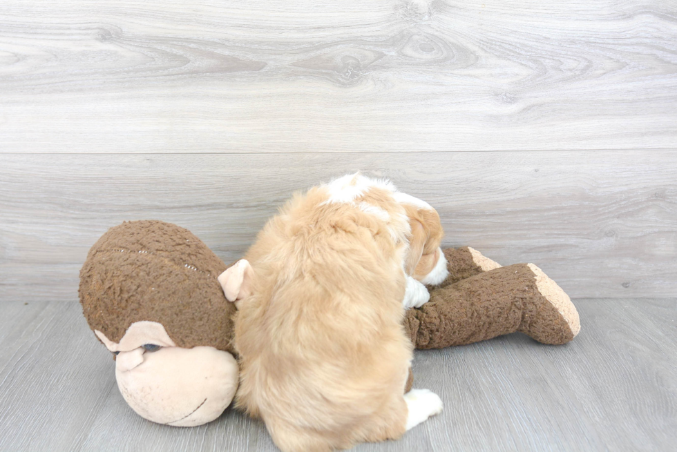 Mini Aussiedoodle Puppy for Adoption