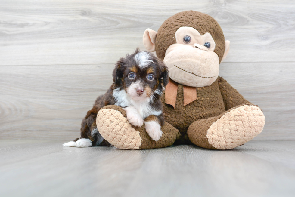 Fluffy Mini Aussiedoodle Poodle Mix Pup