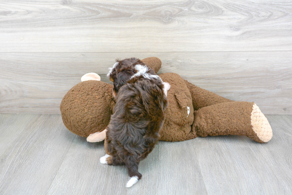 Happy Mini Aussiedoodle Baby