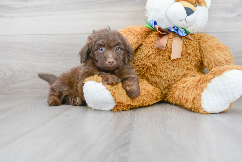 Mini Aussiedoodle Puppy for Adoption