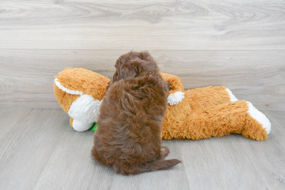 Best Mini Aussiedoodle Baby