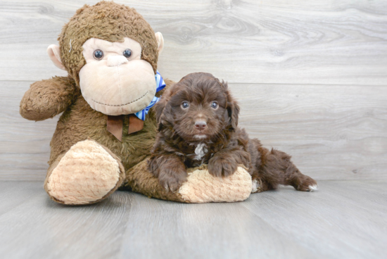 Best Mini Aussiedoodle Baby