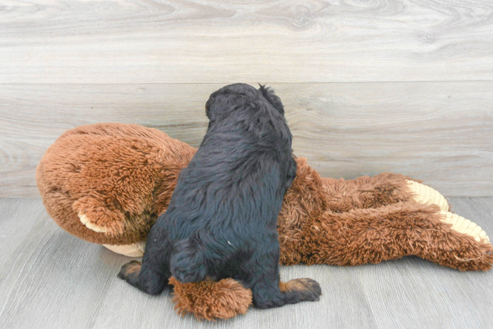 Best Mini Aussiedoodle Baby