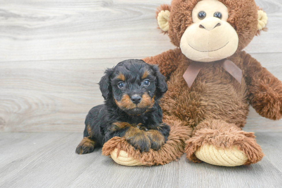 Mini Aussiedoodle Pup Being Cute