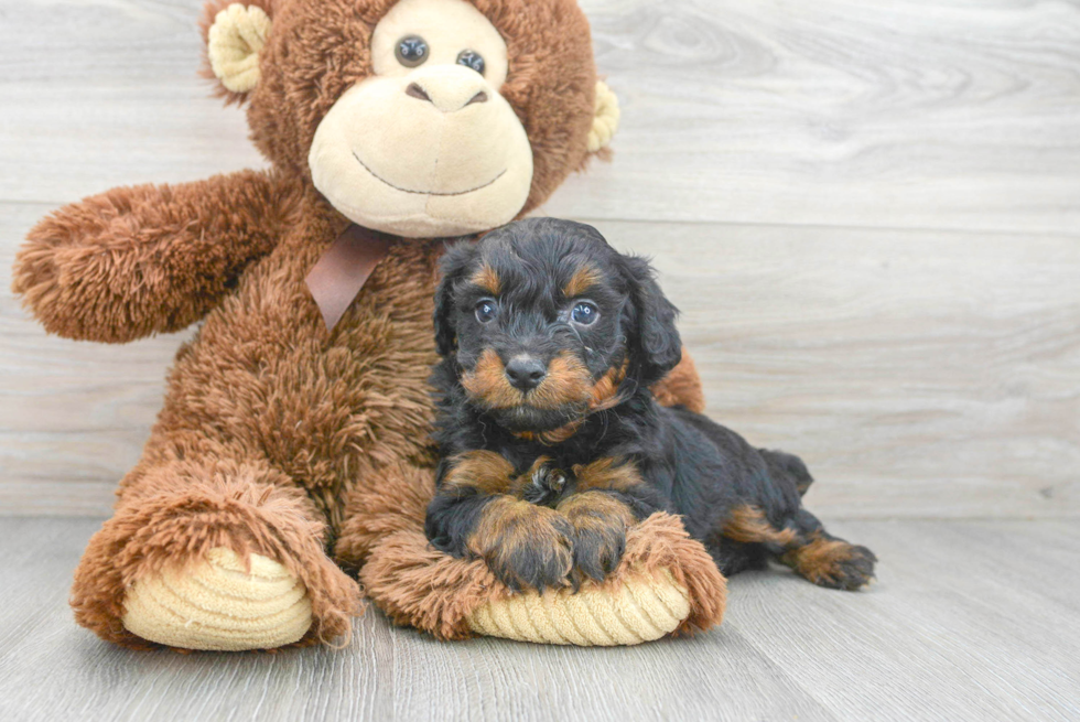 Mini Aussiedoodle Puppy for Adoption