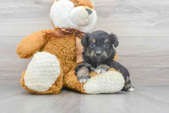 Mini Aussiedoodle Puppy for Adoption