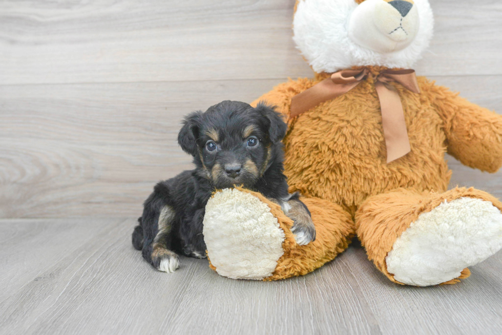 Mini Aussiedoodle Puppy for Adoption