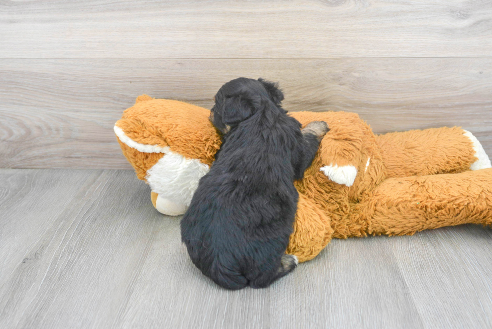 Energetic Aussiepoo Poodle Mix Puppy