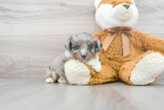 Fluffy Mini Aussiedoodle Poodle Mix Pup