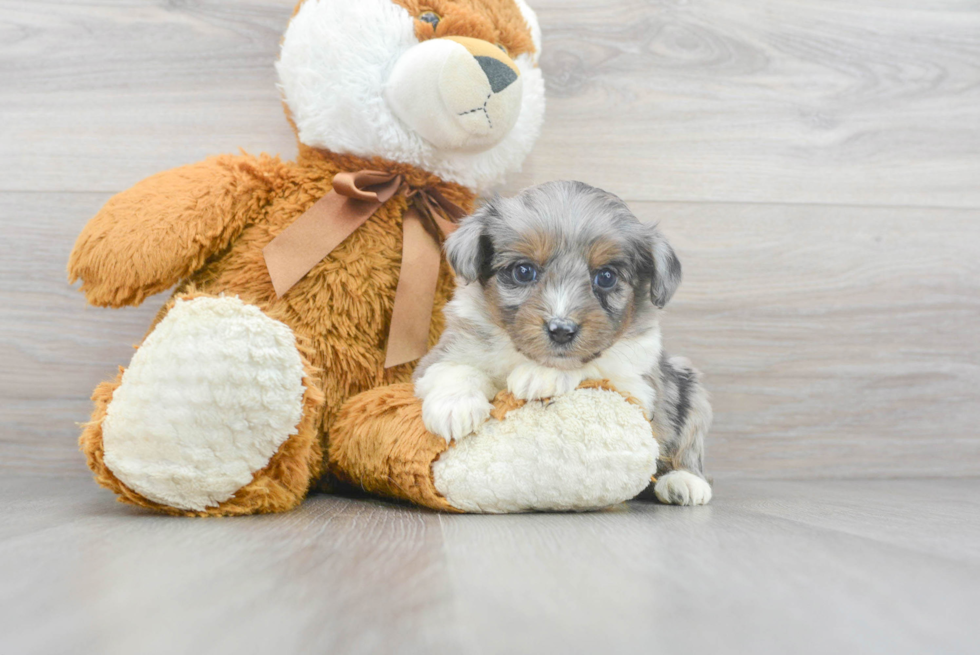 Best Mini Aussiedoodle Baby