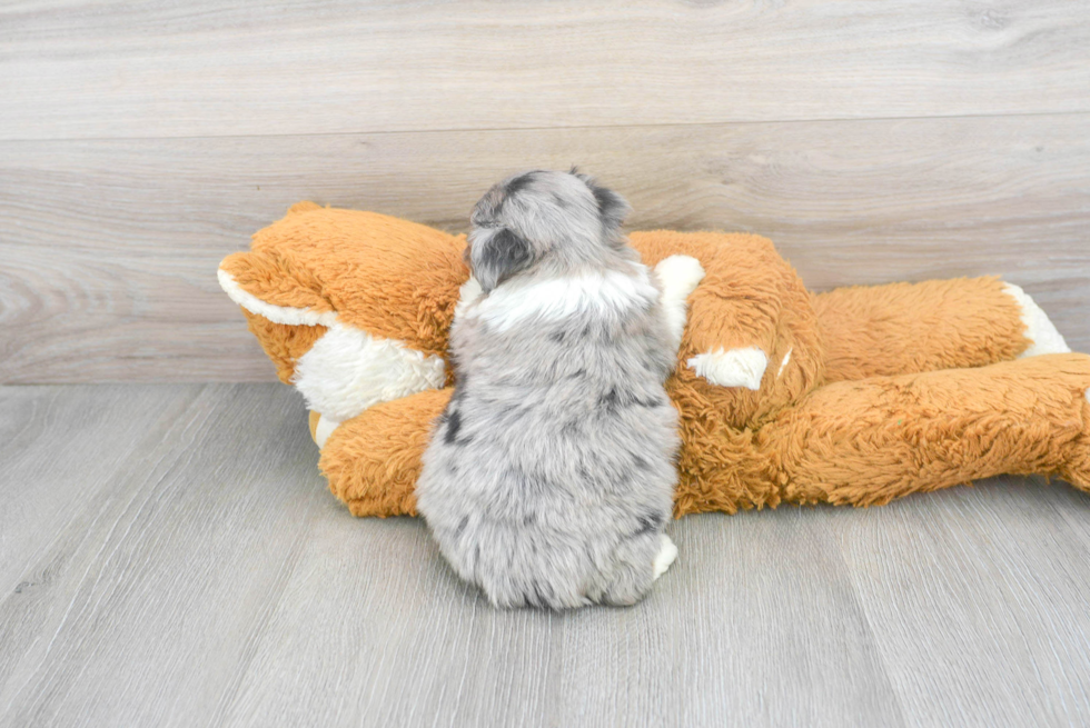 Fluffy Mini Aussiedoodle Poodle Mix Pup