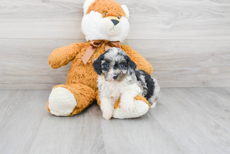 Sweet Mini Aussiedoodle Baby