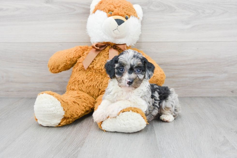 Sweet Mini Aussiedoodle Baby