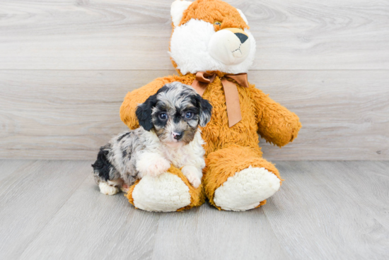 Mini Aussiedoodle Pup Being Cute