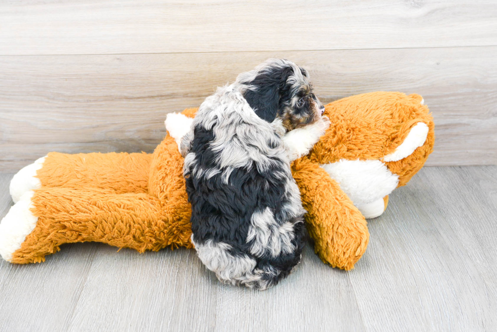 Happy Mini Aussiedoodle Baby