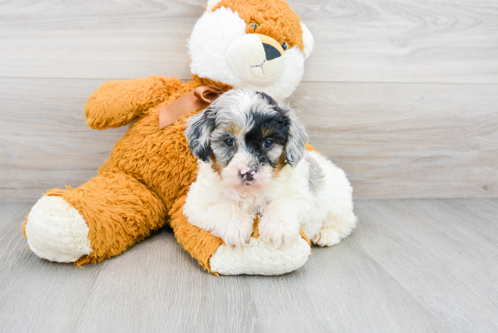 Mini Aussiedoodle Pup Being Cute