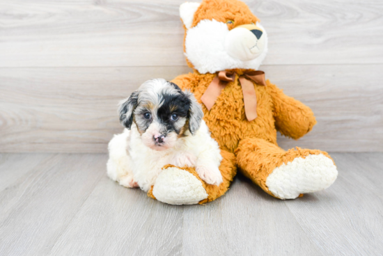 Smart Mini Aussiedoodle Poodle Mix Pup