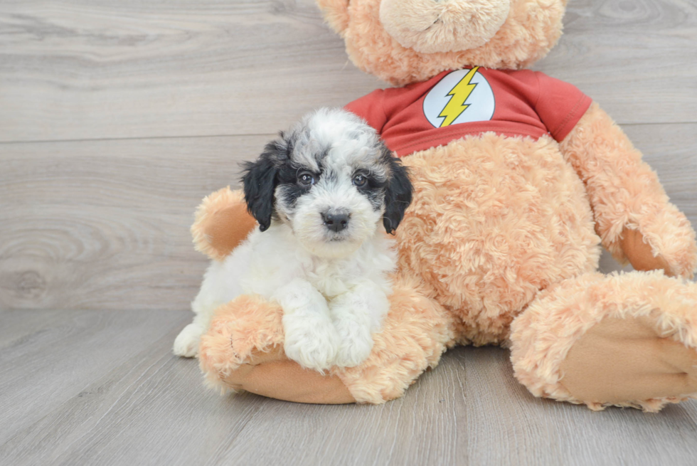 Funny Mini Aussiedoodle Poodle Mix Pup