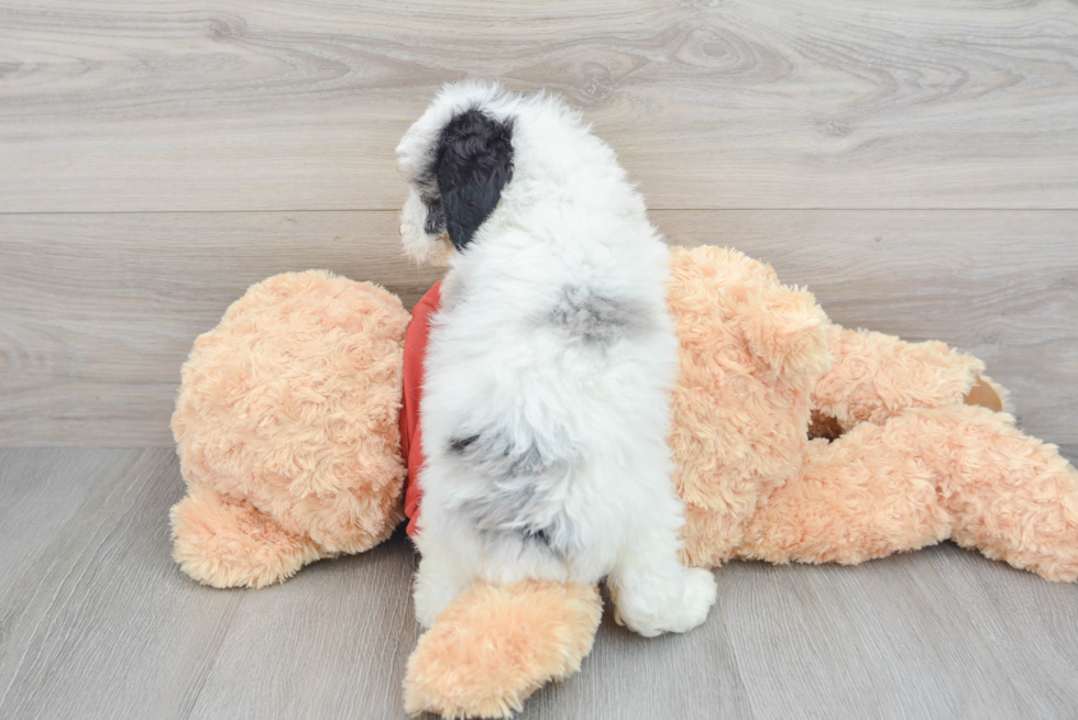 Small Mini Aussiedoodle Baby