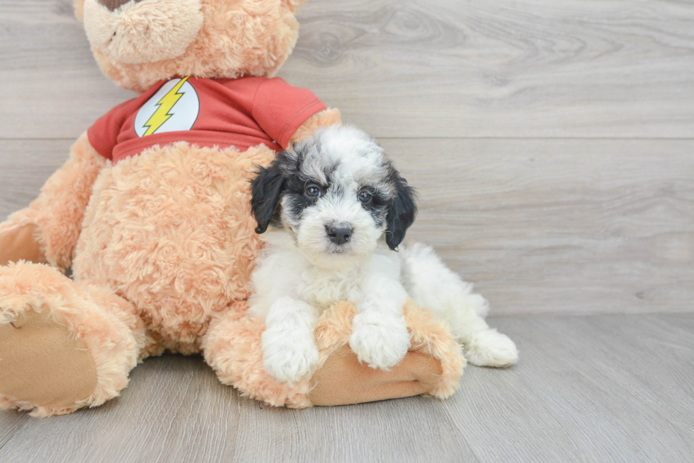 Mini Aussiedoodle Pup Being Cute