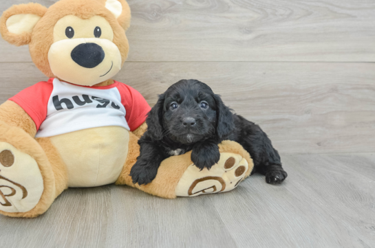 Mini Aussiedoodle Pup Being Cute