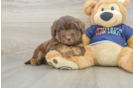 Best Mini Aussiedoodle Baby