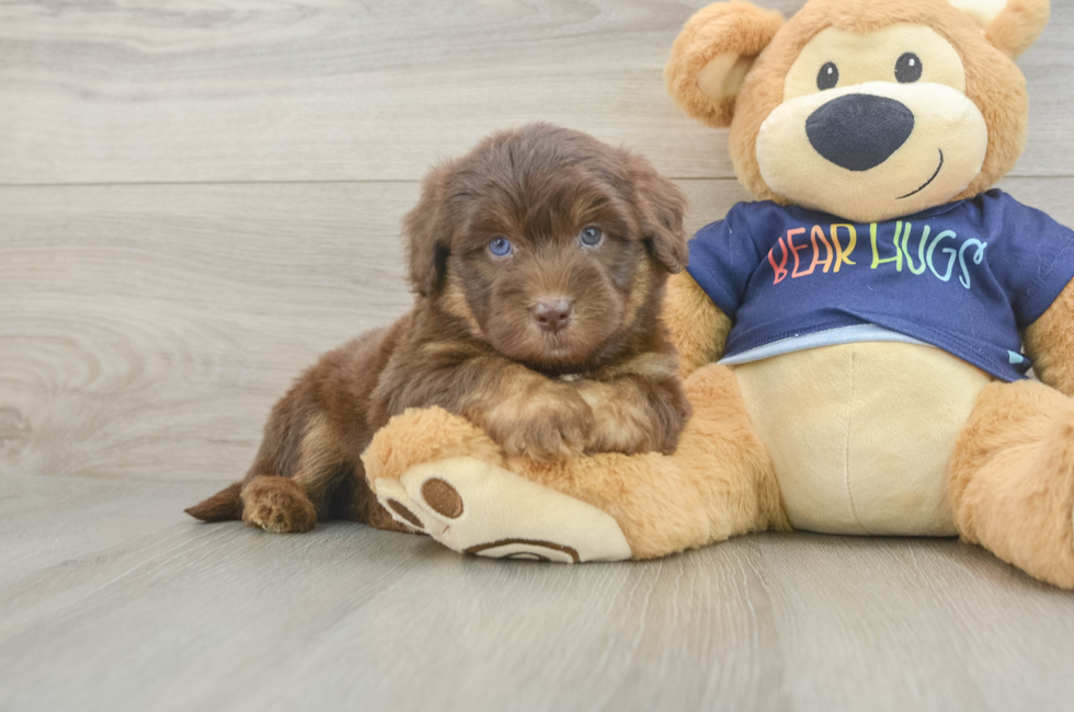 5 week old Mini Aussiedoodle Puppy For Sale - Premier Pups