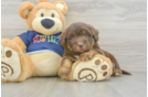 Mini Aussiedoodle Puppy for Adoption