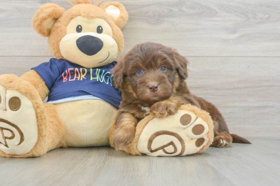 Mini Aussiedoodle Puppy for Adoption