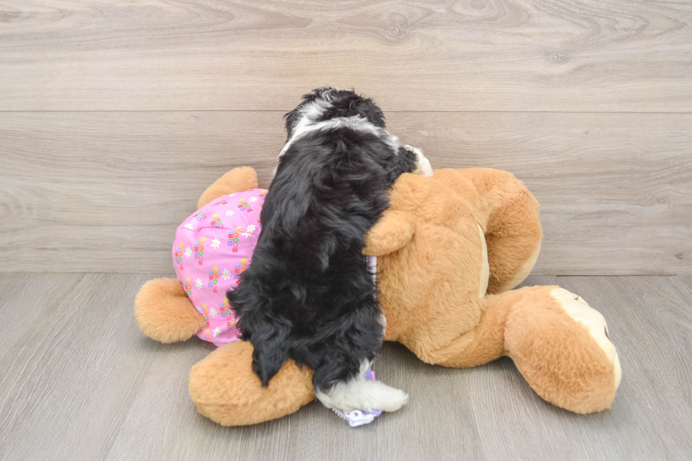 Mini Aussiedoodle Puppy for Adoption