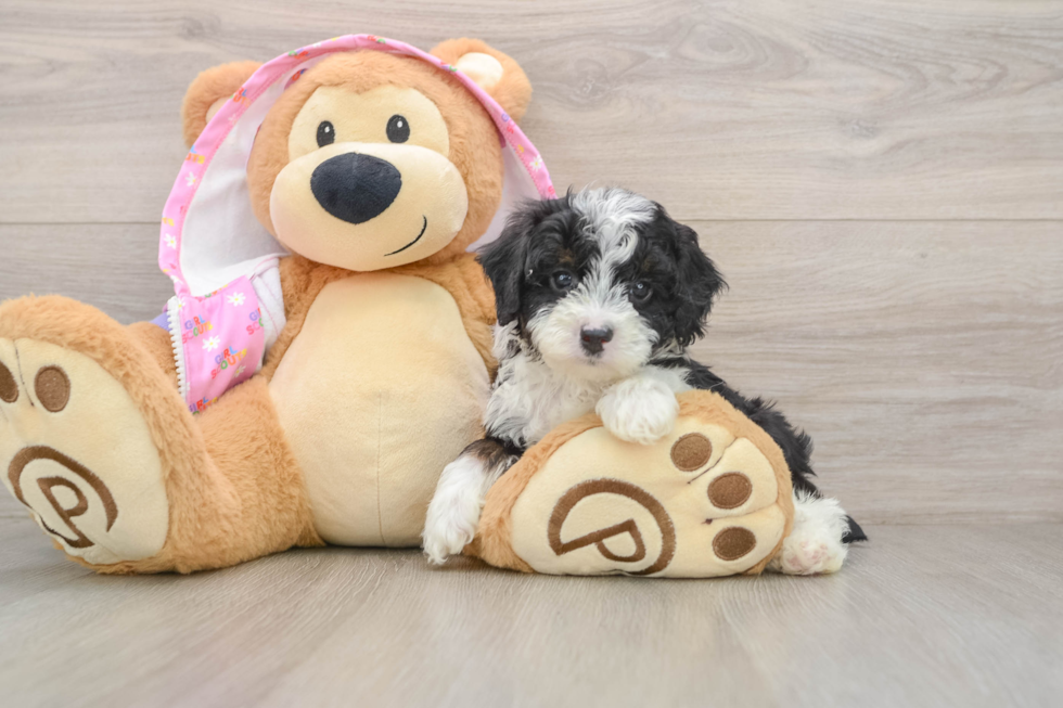 Petite Mini Aussiedoodle Poodle Mix Pup
