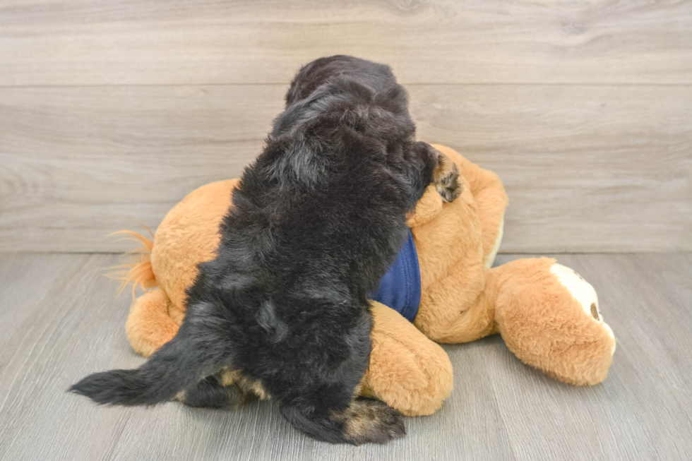 Small Mini Aussiedoodle Baby