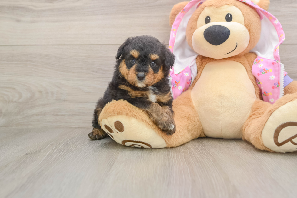 Petite Mini Aussiedoodle Poodle Mix Pup