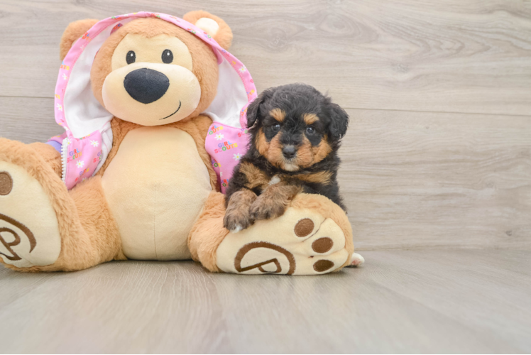 Happy Mini Aussiedoodle Baby