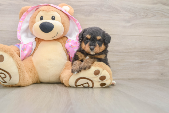 Happy Mini Aussiedoodle Baby