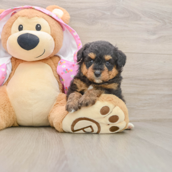 Happy Mini Aussiedoodle Baby