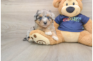 Mini Aussiedoodle Pup Being Cute