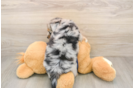 Adorable Aussiepoo Poodle Mix Puppy