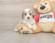 7 week old Mini Aussiedoodle Puppy For Sale - Premier Pups