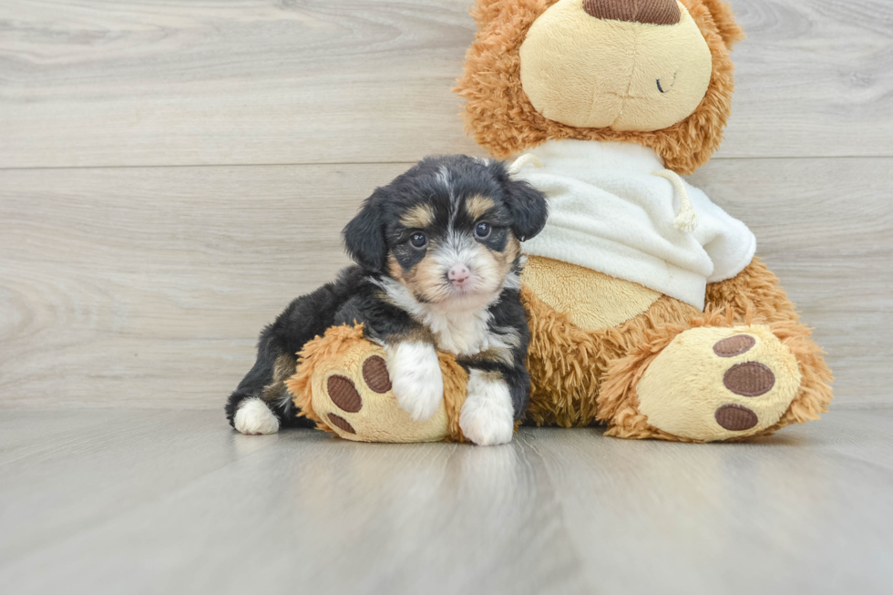 Best Mini Aussiedoodle Baby