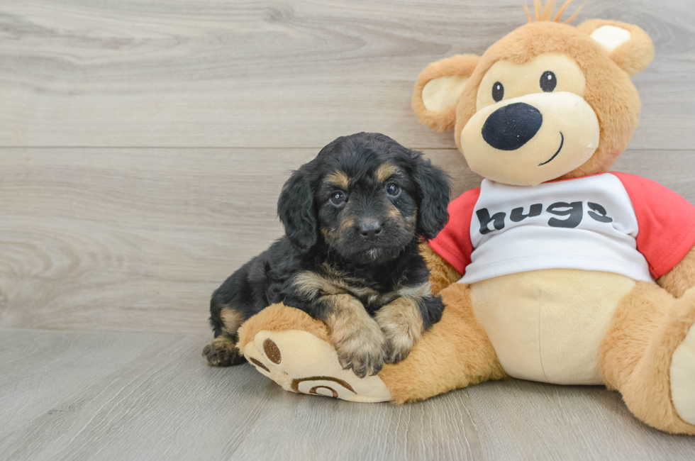 5 week old Mini Aussiedoodle Puppy For Sale - Premier Pups