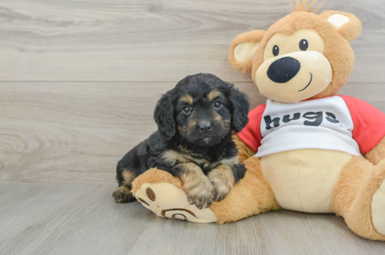 Mini Aussiedoodle Puppy for Adoption