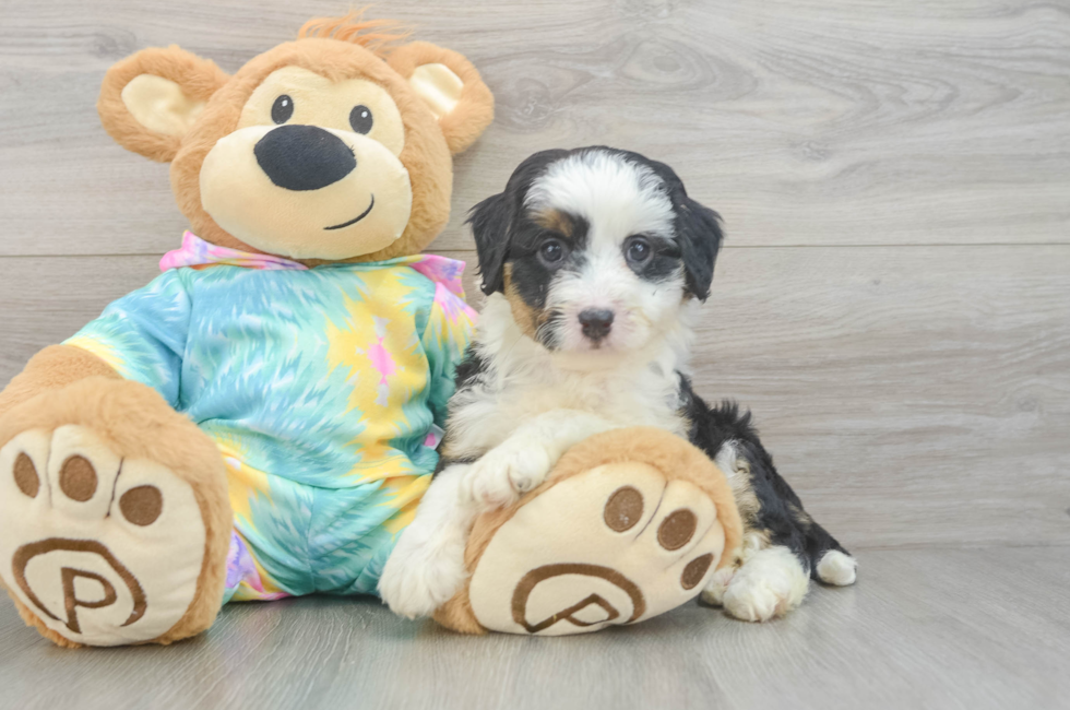 5 week old Mini Aussiedoodle Puppy For Sale - Premier Pups
