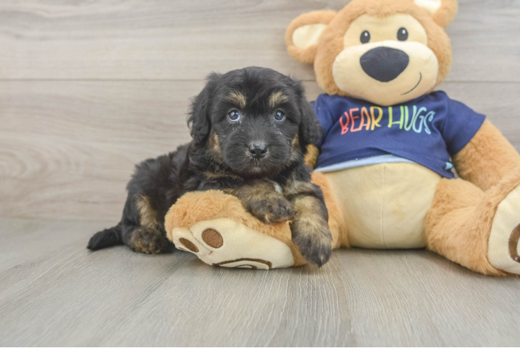 Mini Aussiedoodle Pup Being Cute