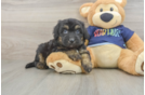 Mini Aussiedoodle Pup Being Cute